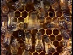 Honey bee waggle dance (communication of location of food) on honey comb,ms Stock Footage