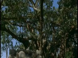 Tilt down trees to CU Hindu statue, Bandhavgarh National Park, India Stock Footage