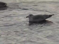 Birds in the cold water. Stock Footage