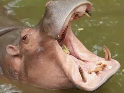 Hippo open mouth Stock Footage