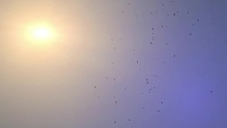 Birds flying in the sky Stock Footage