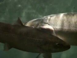 Fich swimming Stock Footage