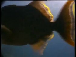 CU Yellow-Margin Triggerfish, attacks camera, Sipadan, Borneo, Malaysia Stock Footage