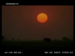 WA Silhouetted African Elephant (Loxodonta africana) grazing, Large red sunset behind, Botswana Stock Footage