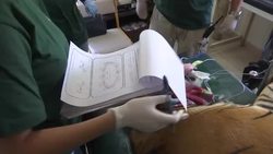 Two tigers, bear released in Jordan reserve Instructional Video