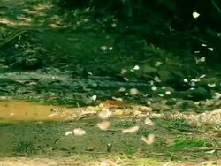 Many Butterfly in depth forests Stock Footage