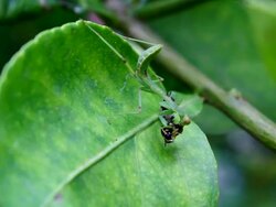 praying mantis Stock Footage