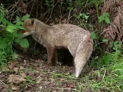 MS Red fox, vulpes vulpes mother and cub standing at den entrance / Calvados, Normandy, France Stock Footage
