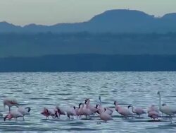 WS, Flock of flamingo (Phoenicopterus roseus) in Lake Nakuru, Lake Nakuru National Park, Rift Valley, Kenya Stock Footage