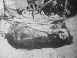 Camel train in the Moroccan desert, farming and water, c.1960 Stock Footage