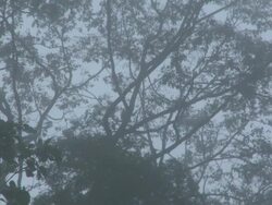 Misty tree tops, Orangutans (Pongo pygmaeus) swinging through, Danum Valley, Sabah, Malaysia, Borneo Stock Footage