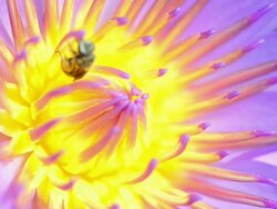 Pink waterlily and bee Stock Footage