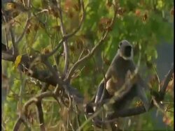 MS Hanuman Langur, Semnopithecus entellus, sitting on tree branch, Bandhavgarh National Park, India Stock Footage