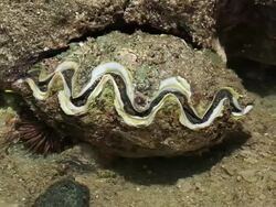 MS Tridacninae, giant clams / Ogasawara Islands, Tokyo, Japan Stock Footage