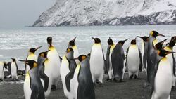 King Penguins at Gold Harbour, South Georgia, Southern Ocean. Stock Footage