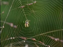 MCU Spider in middle of orb web as it shakes, USA Stock Footage