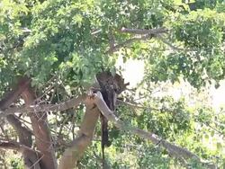 Leopard eating freshly killed antelope on the tree Stock Footage