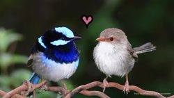 Are Any Animals Truly Monogamous? Instructional Video