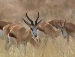 MS TS Group of springbok walking in grass / Kalahari, Northern Cape, South Africa  Stock Footage