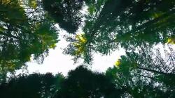 Ancient Forest with tall tree Stock Footage