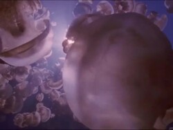 Jellyfish, Mastigias sp. hundreds near surface, Jellyfish lake, Palau, Western Pacific Stock Footage