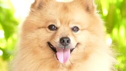 Happy Face Pomeranian Dog Stock Footage