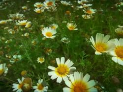 Garland chrysanthemum Stock Footage