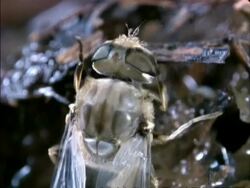 Eristalis Hoverfly (Drone Fly) cleaning head Stock Footage