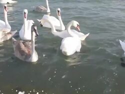 Swans in Sea Stock Footage