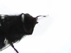 Washing housefly Stock Footage