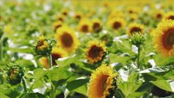 Kingdom Plantae Instructional Video