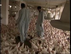 The country''s second outbreak of deadly H5N1 bird flu confirmed Sunday News Clip