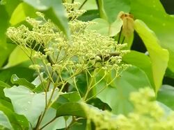 Sunbird flying Stock Footage