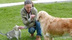 Girl feeding cat and dog friends at the same time Stock Footage