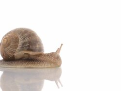 HD snail crawling in studio Stock Footage
