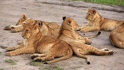 Lioness resting with cubs Stock Footage