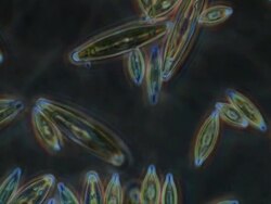 ECU Shot of Diatoms moving slowly forming algal mats (Green Algae) / Newcastle Emlyn, Ceredigion, United Kingdom Stock Footage