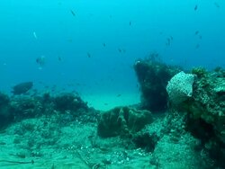 MS Shot of School of sweepers and cardinal fish swimming or drifting with surge between rocky outcrops covering with coral and a sea star / Matola, Maputo, Mozambique Stock Footage