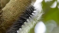 Woolly Worm Stock Footage