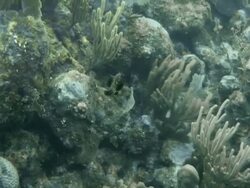 Flat fish with neon spots swimming around coral rock at Honduras Bay Islands Stock Footage
