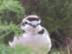 bird 3  1080i/60 Stock Footage