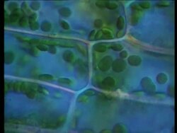 CU microscopic view of circulation of chloroplasts within the leaf cells of Canadian pond weed, Elodea canadensis, photosynthesis Stock Footage