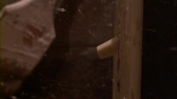 A black widow spider hangs in a web above a light switch. Stock Footage