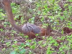 Squirrel Stock Footage