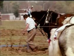 HORSE PLOUGHING News Clip