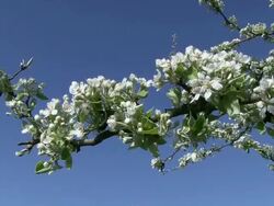 MS Blooming sour cherry / Kastel-Staadt, Rhineland-Palatinate, Germany Stock Footage