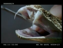 BCU Puff adder's functional fangs, secondary fangs & extension of epiglottis- displayed by Keeper Stock Footage