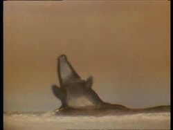 T/L slime mould, Polyspondilium growing Stock Footage