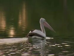 MS Pelican on water / Wentworth, New South Wales, Australia Stock Footage