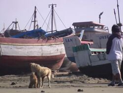 "Small dog and medium dog sniffing etc, in front of colourful wooden boats on sandy beach as two men walk past, Trujillo, Peru [PerÃƒÂº]" Stock Footage